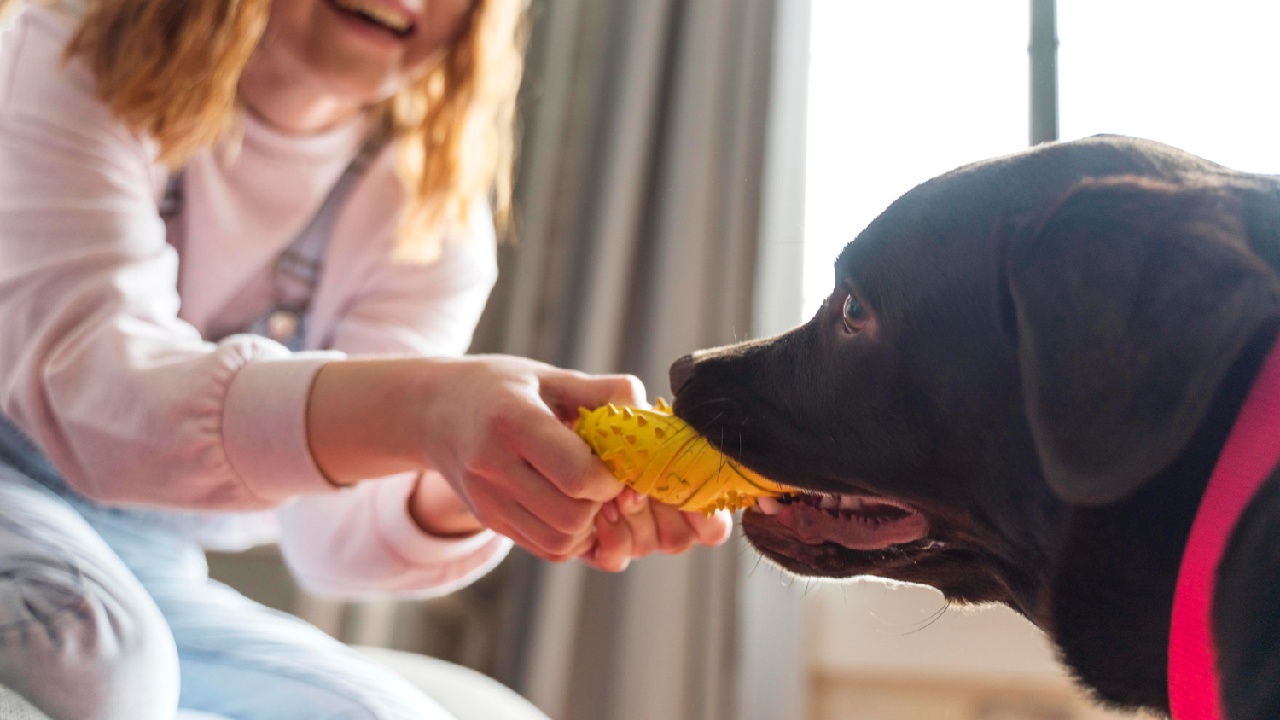 perros juguetes juegos beneficios jugar mascota