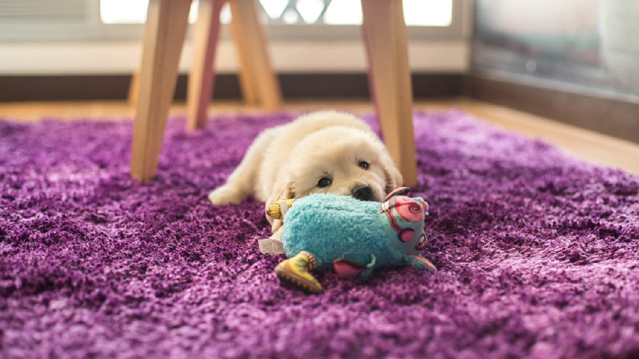 perros lomitos mascotas juguetes que hacen ruido los mejores para ellos