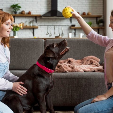 juguetes que hacen ruido los mejores para los perros