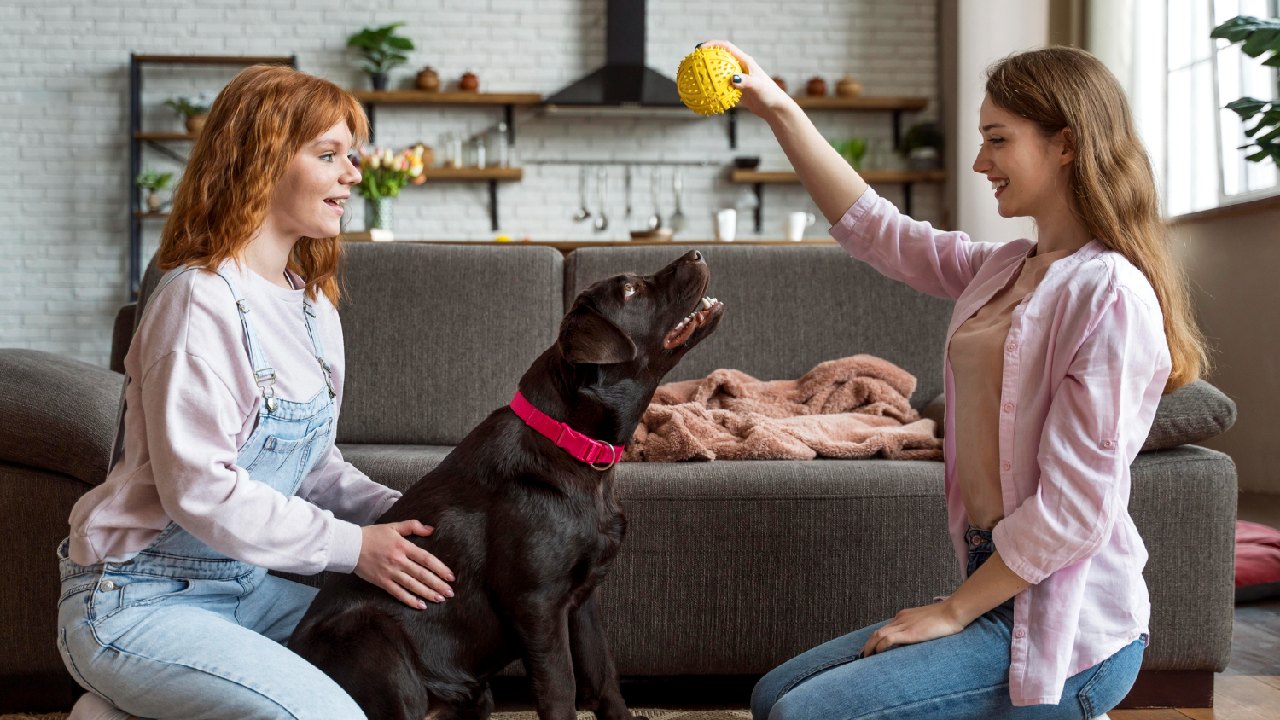 juguetes que hacen ruido los mejores para los perros