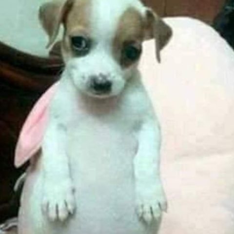 perrito panzon que enfermedad tiene