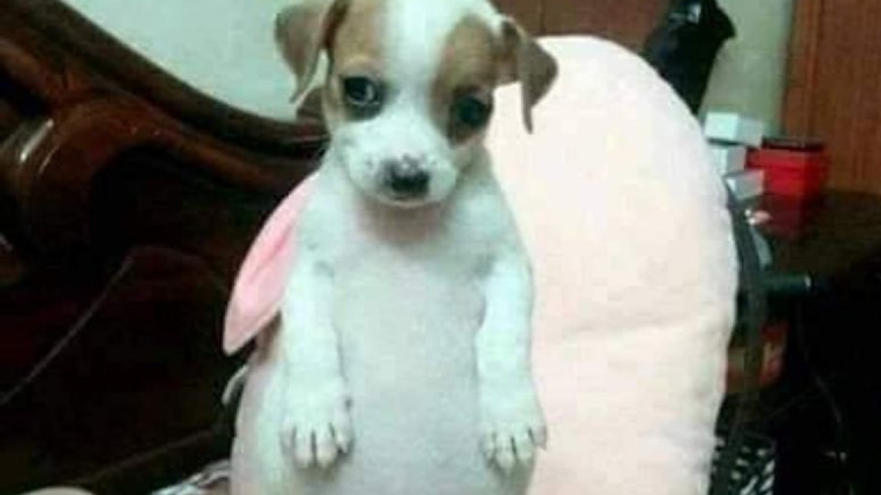 perrito panzon que enfermedad tiene