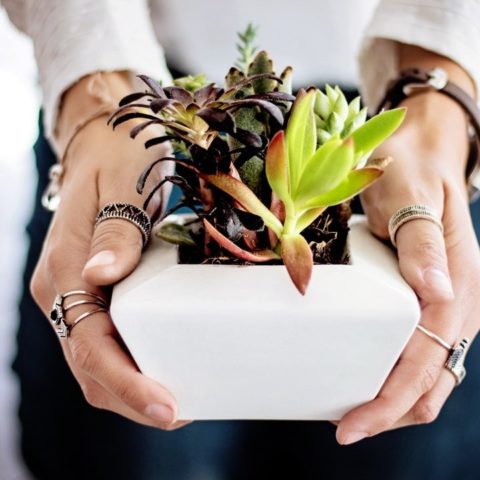 app para cuidar suculenta