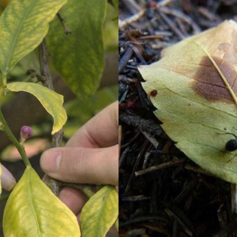 Cómo eliminar plagas de un árbol de limón remedios caseros