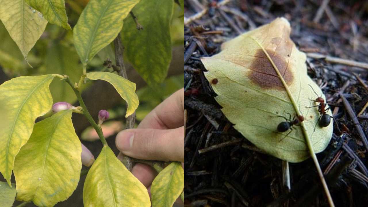 Cómo eliminar plagas de un árbol de limón remedios caseros