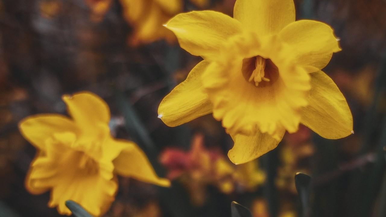 plantas que no deben estar en interiores peligrosas