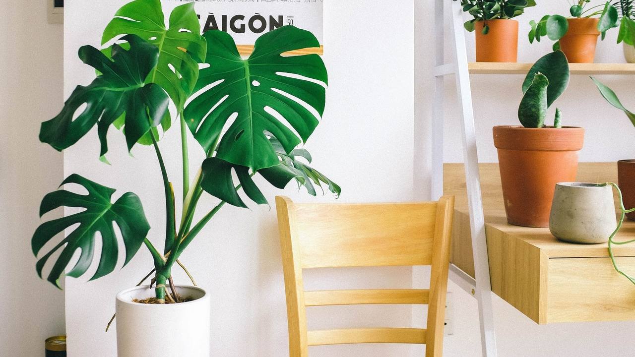 plantas que no deben estar en interiores