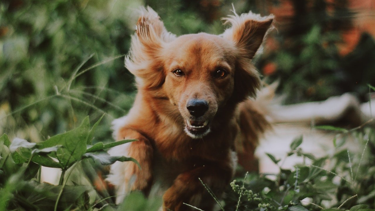 Por que mi perro empieza a correr de la nada vestigio prehistórico