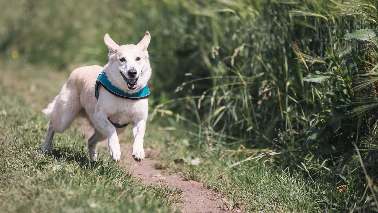 Por que mi perro empieza a correr de la nada veterinarios expertos