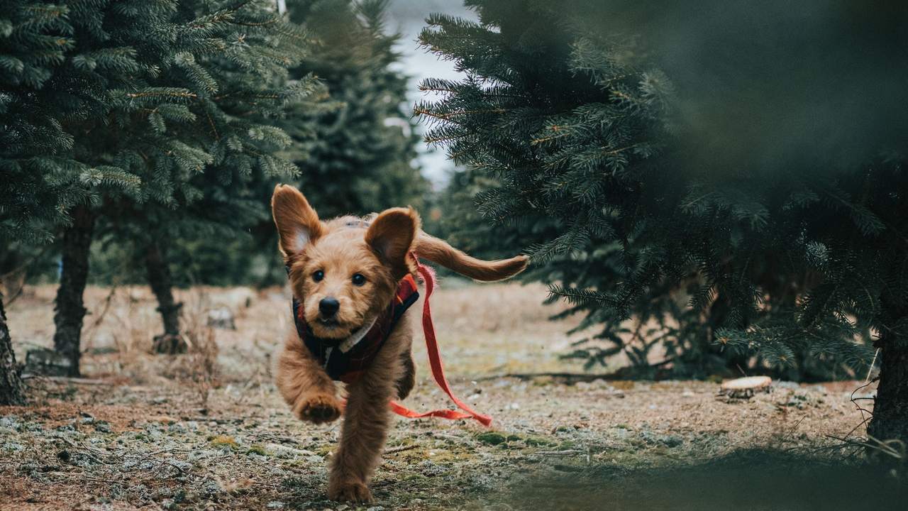 Por que mi perro empieza a correr de la nada explicacion