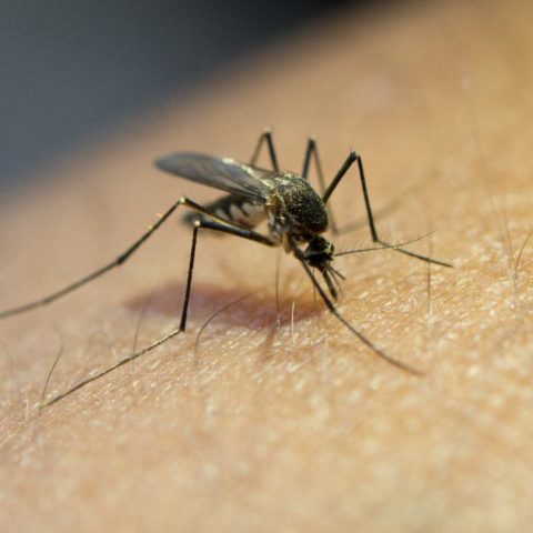 Por que te pican los mosquitos