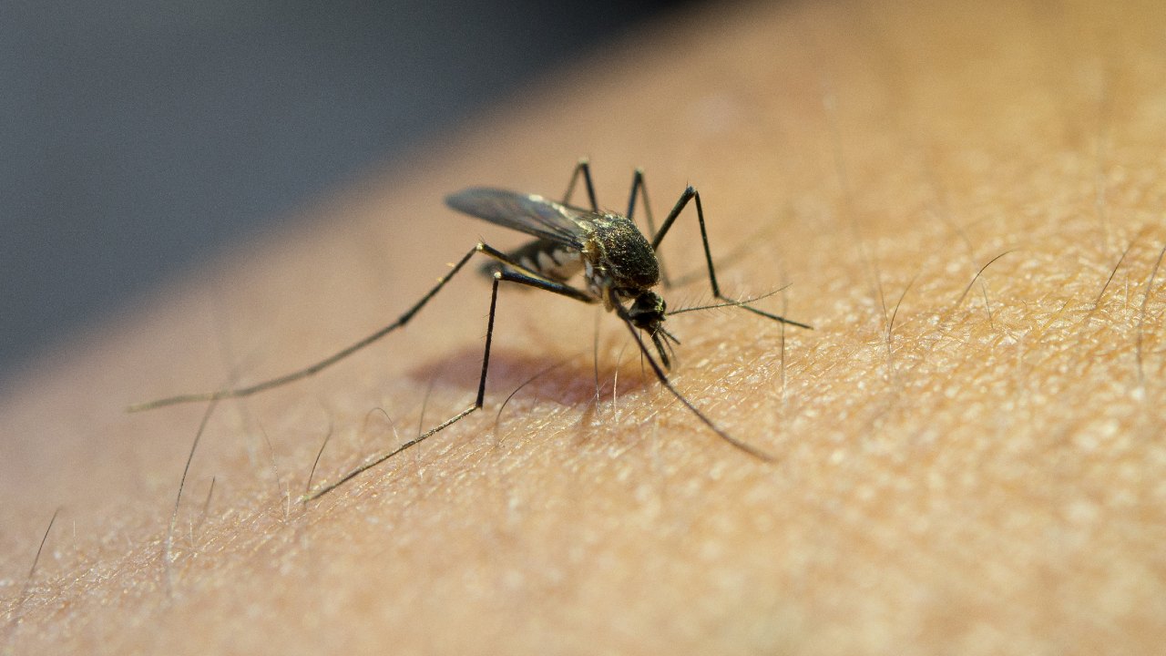 Por que te pican los mosquitos