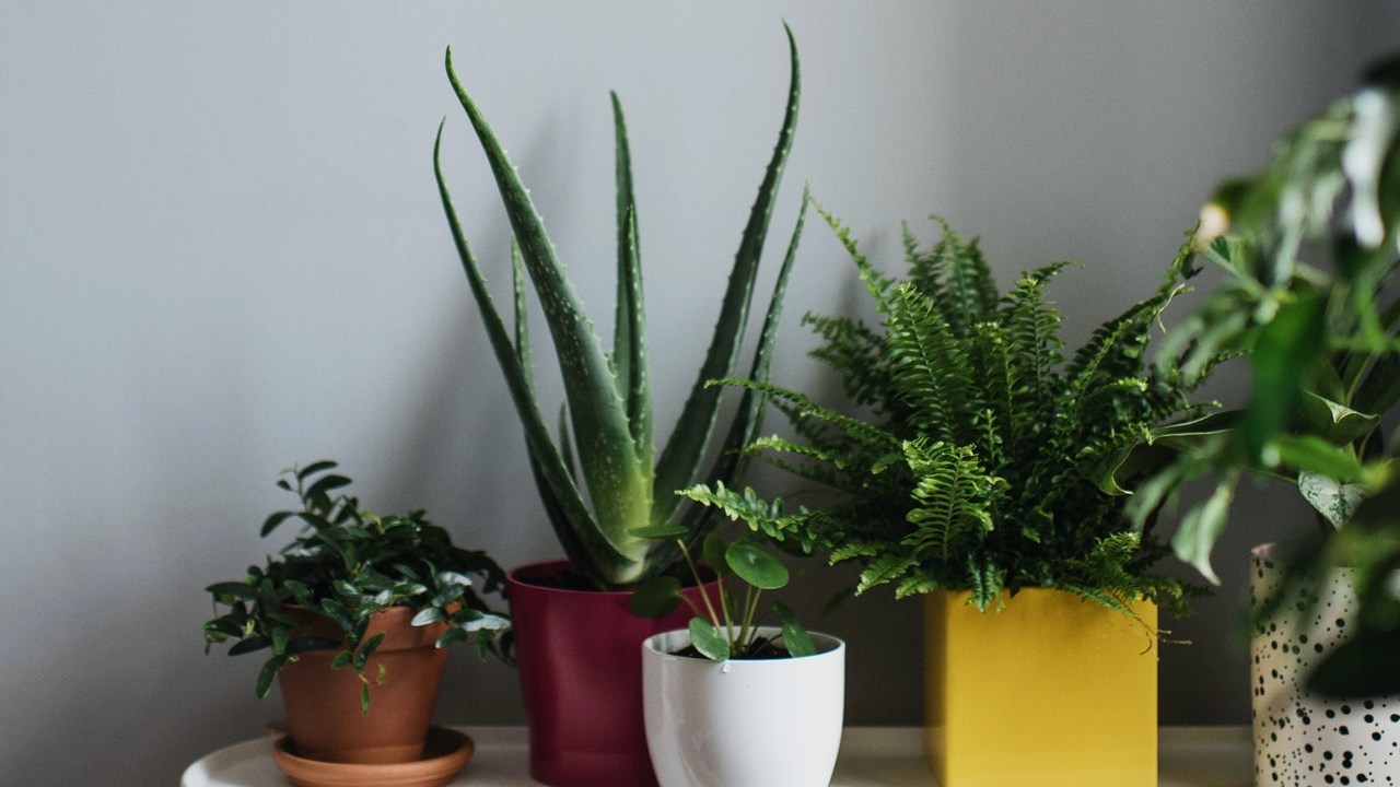 abrillantador casero para plantas