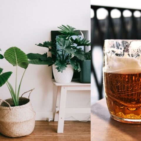 abrillantador casero para plantas como hacerlo