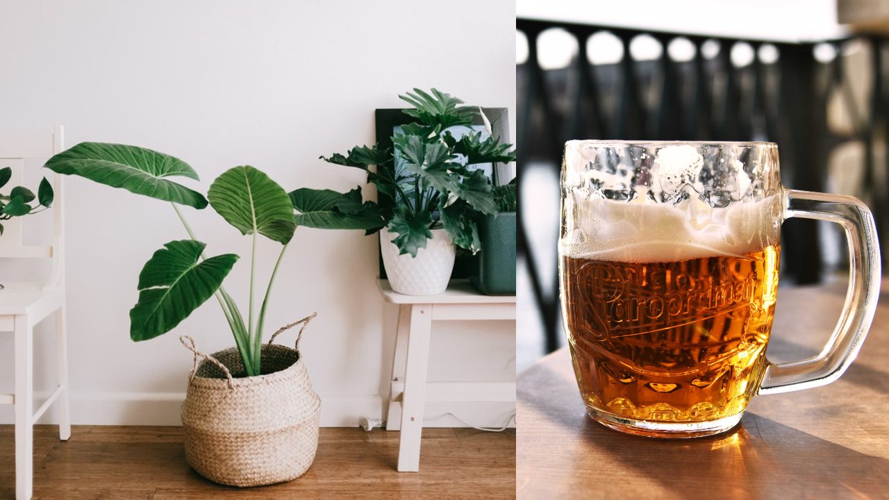 abrillantador casero para plantas como hacerlo