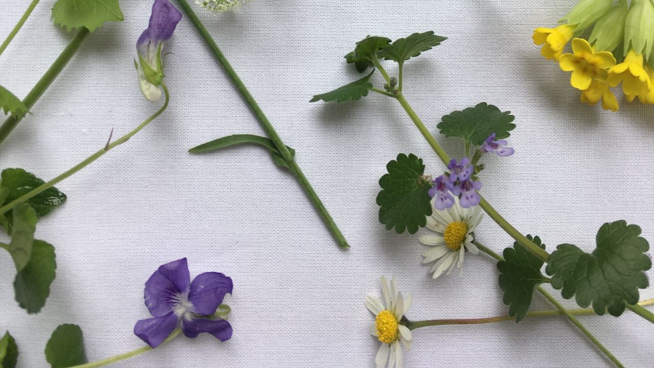 Propaga la vida de tus hierbas