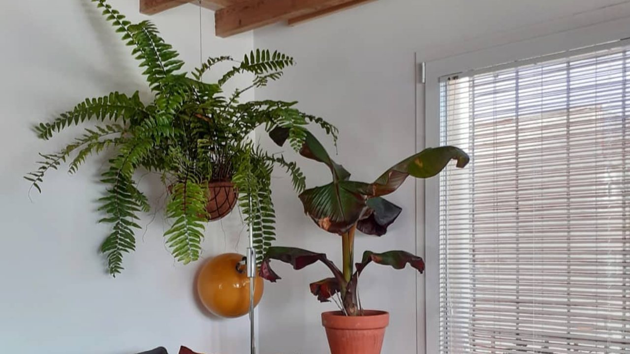 que hacer si tu helecho se esta secando