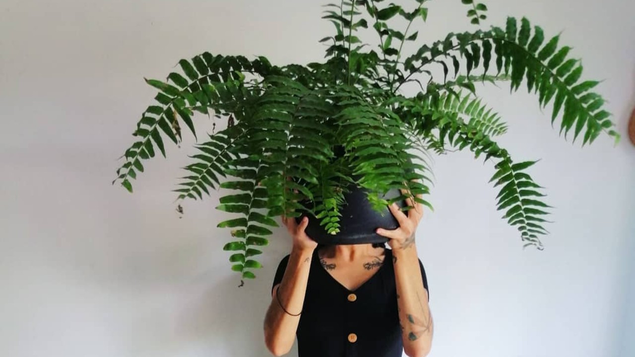 que hacer si tu helecho se esta secando consejos efectivos