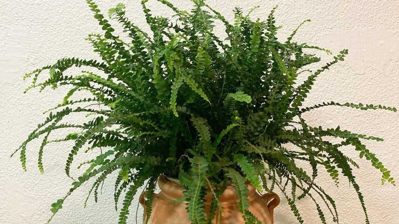 que hacer si tu helecho se esta secando tips de cuidado y riego