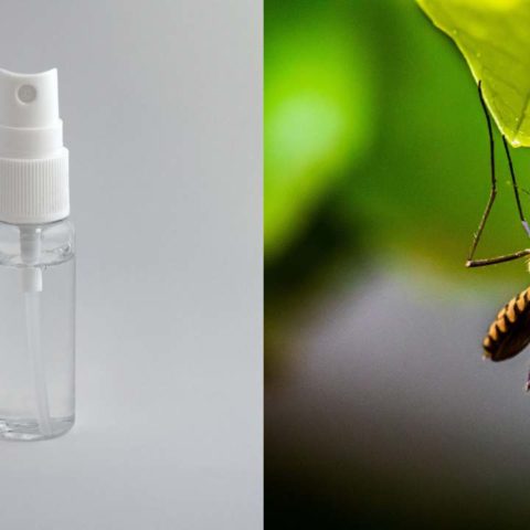 Cómo hacer un repelente de mosquitos casero ingredientes naturales