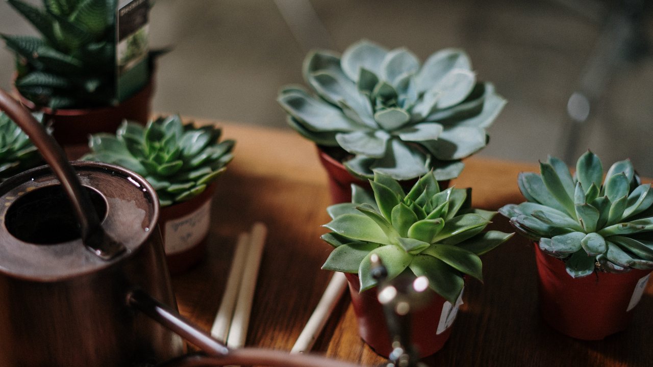 señales de que suculentas se están pudriendo cómo solucionarlo