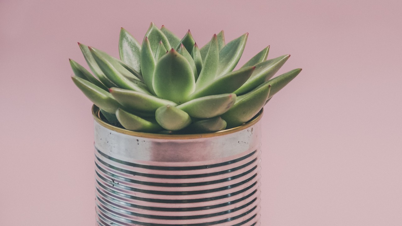 sintomas de que suculentas están mal 