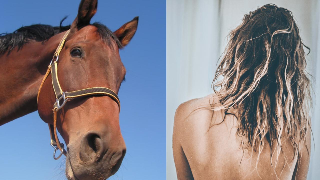 shampoo para caballo realmente funciona