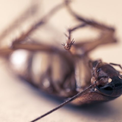 remedios caseros para acabar con las cucarachas voladoras