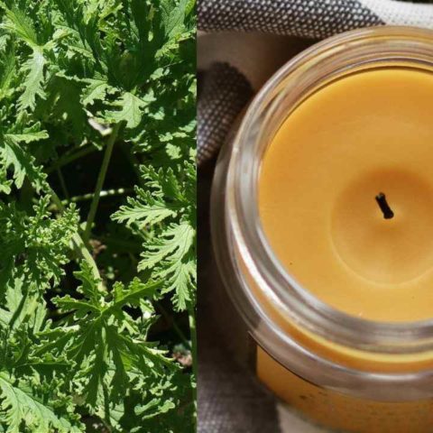 Cómo hacer velas de citronela antimosquitos