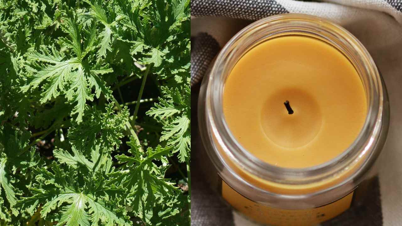 Cómo hacer velas de citronela antimosquitos