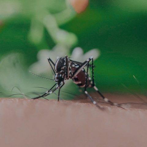 virus del nilo como detectarlo