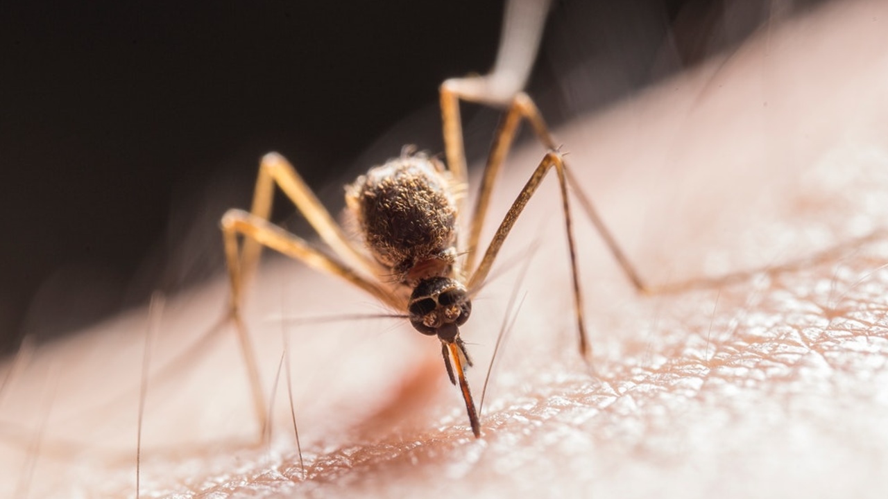 virus del nilo que hacer ante el piquete