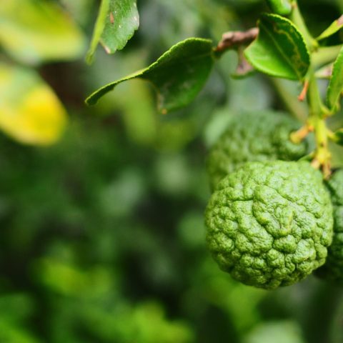 Beneficios de la Bergamota