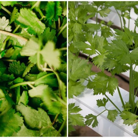 Cómo distinguir cilantro y perejil