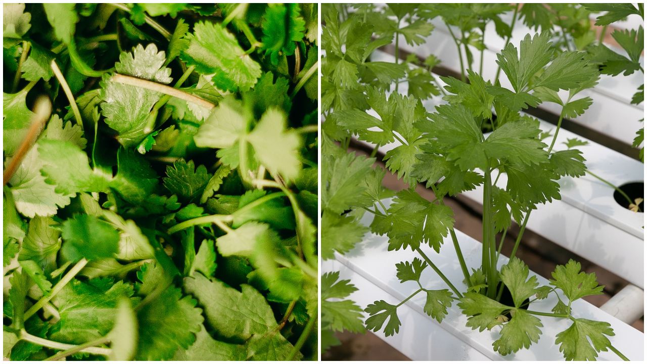 Cómo distinguir cilantro y perejil