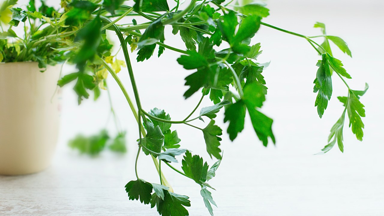 Como distinguir cilantro de perejil para tu cocina