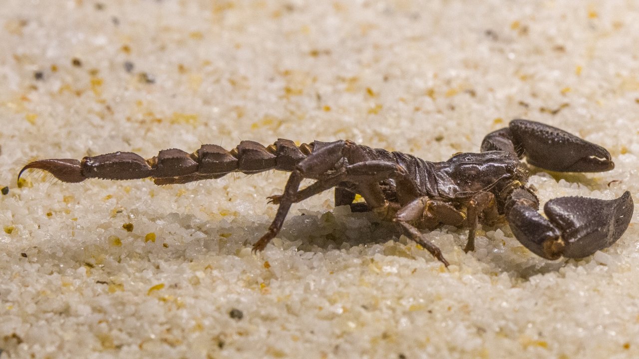 Aprende a ahuyentar alacranes de casa
