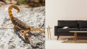 Ahuyentar alacranes de casa con plantas