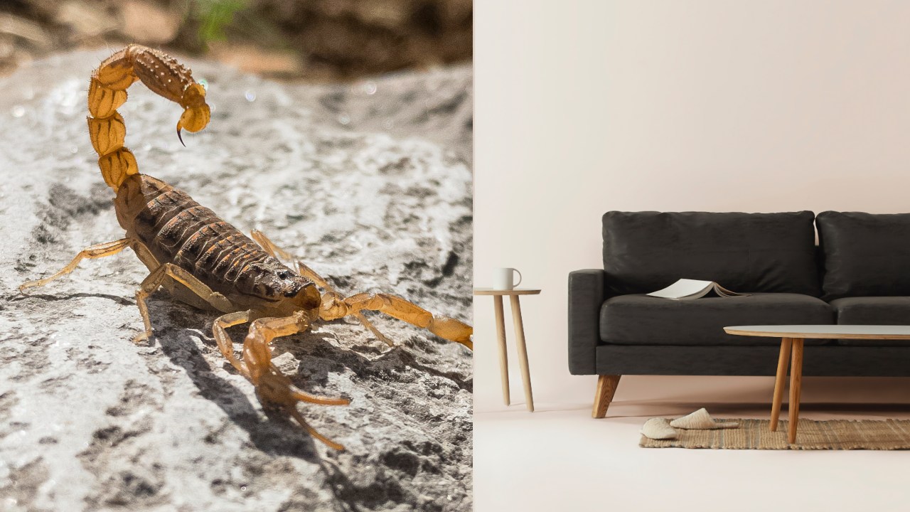Ahuyentar alacranes de casa con plantas