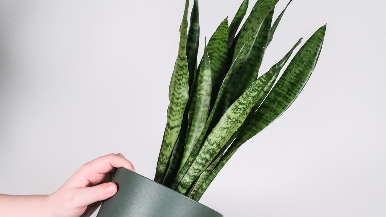 Tips para hacer florecer tu sanseveria