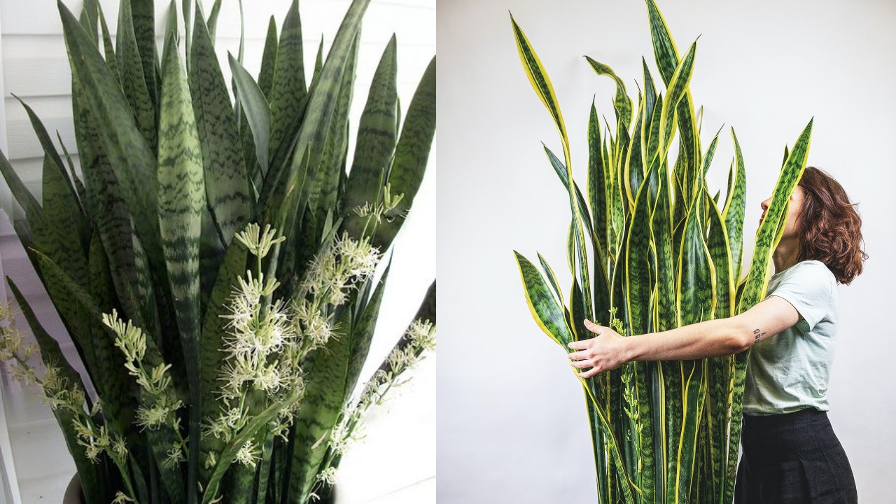 Hacer que florezca tu sansevieria es fácil