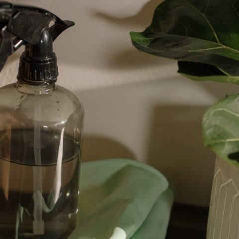 como hacer un insecticida natural con ajo para planta