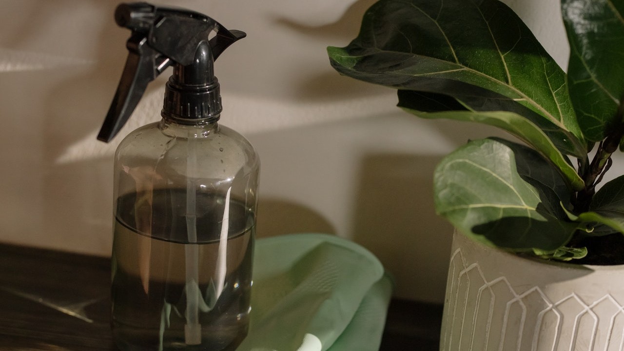 como hacer un insecticida natural con ajo para planta