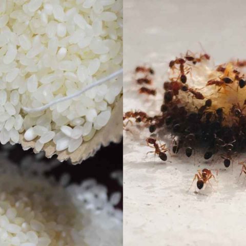 Cómo hacer trampa para hormigas con limón y arroz fácil y rápido