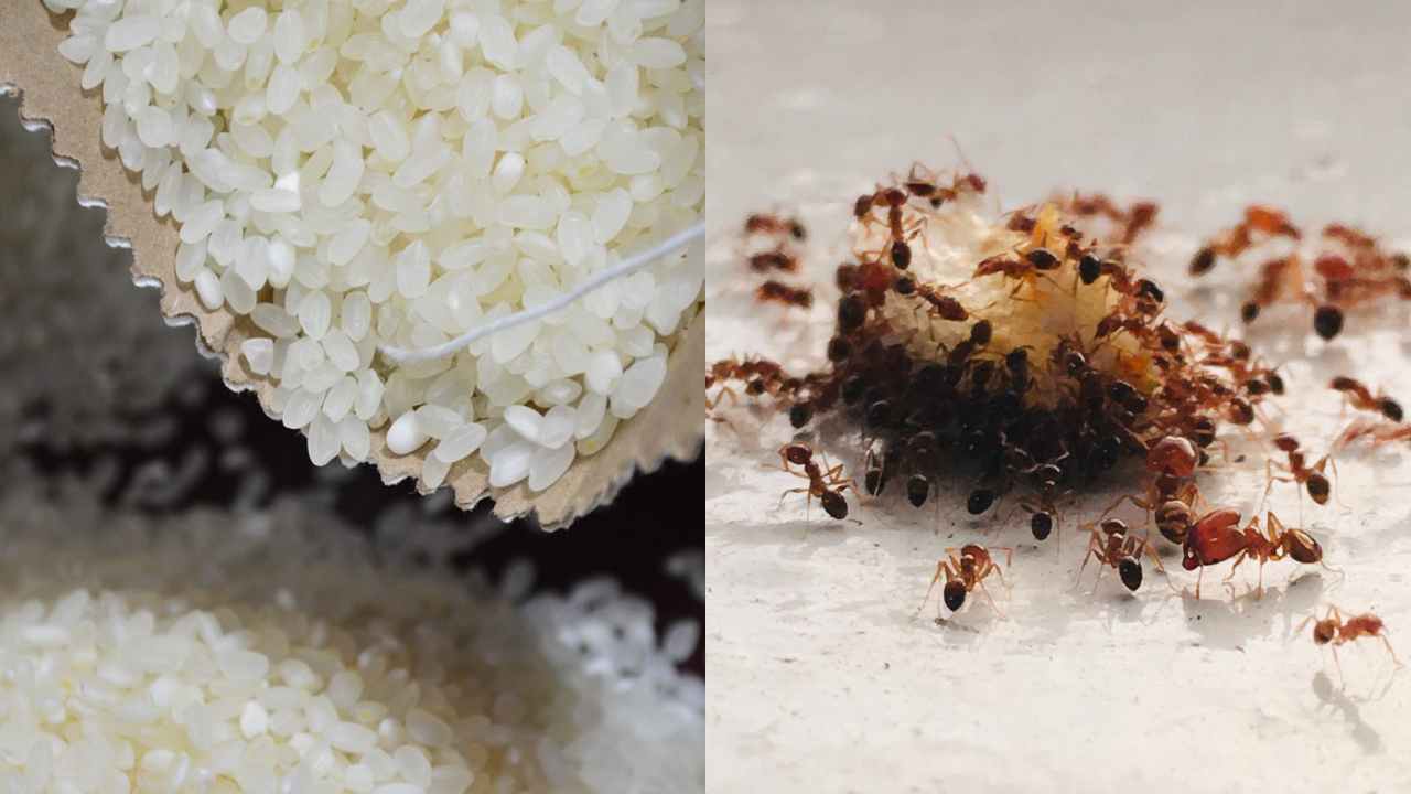 Cómo hacer trampa para hormigas con limón y arroz fácil y rápido