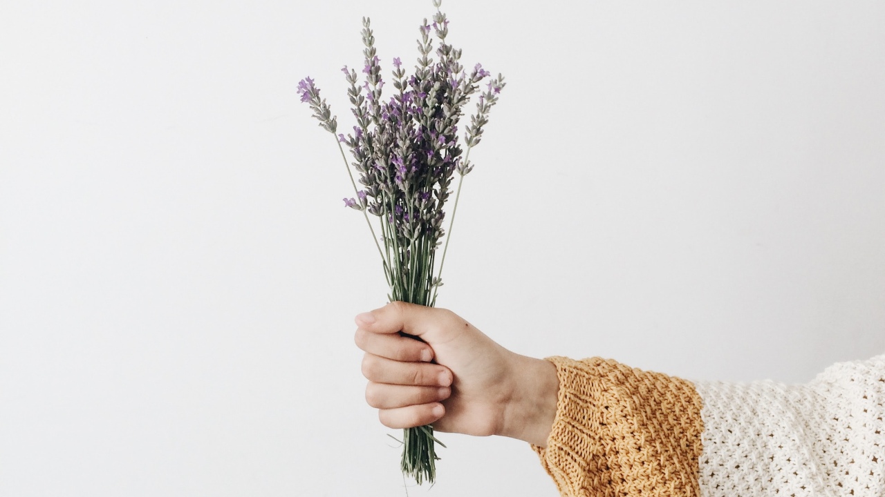 Cómo reproducir la planta de lavanda 