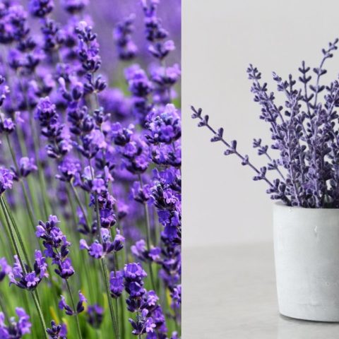Cómo reproducir la planta de lavanda