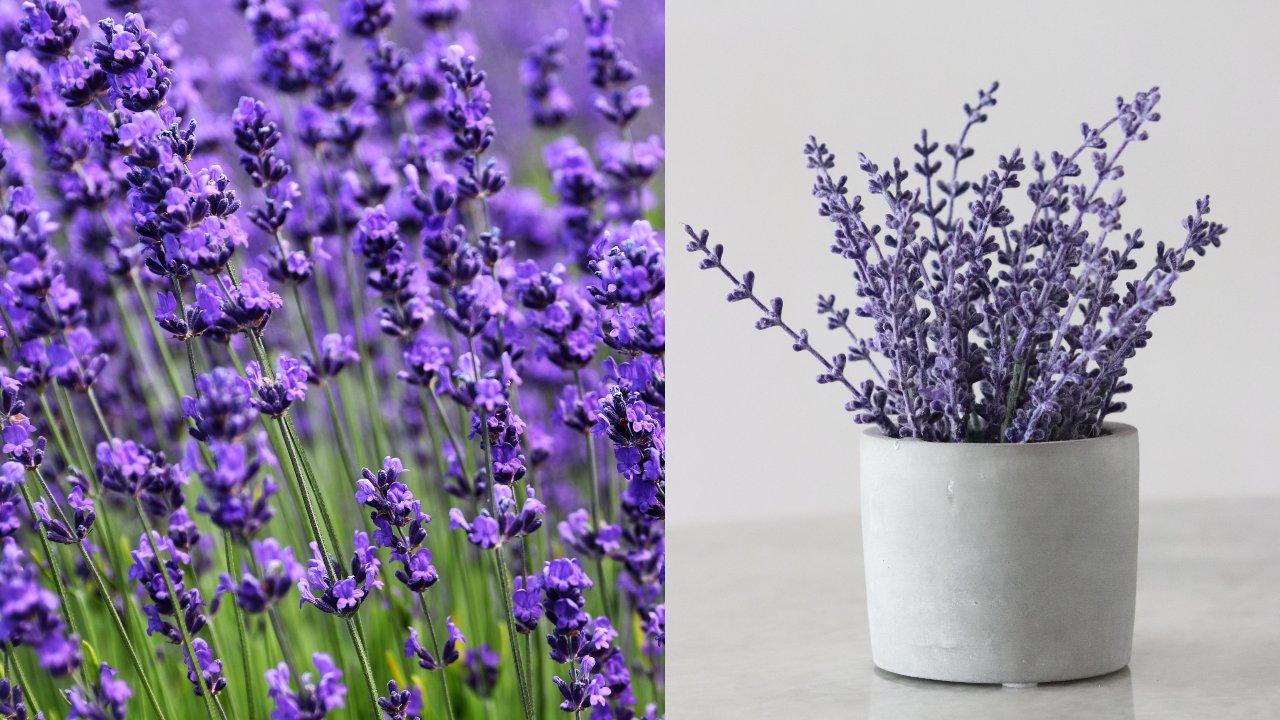 Cómo reproducir la planta de lavanda