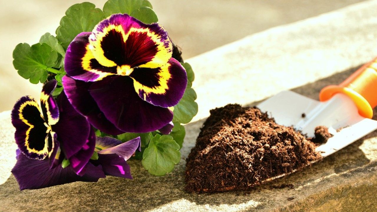 Como reutilizar tierra para cultivo