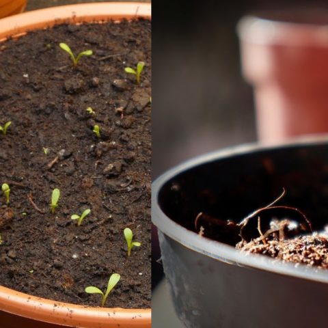 Reutiliza la tierra de tus macetas
